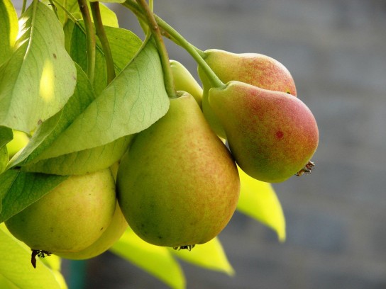 Прививка груши на яблоню: пошаговая инструкция