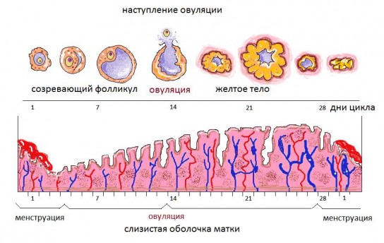 Как рассчитать дату зачатия?