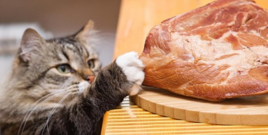 Особенности выбора сырого мяса для кота