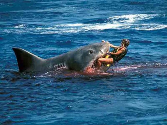Какие акулы представляют опасность для человека?