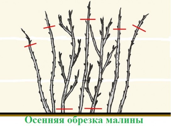 Как ухаживать за ремонтантной малиной?