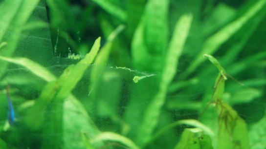 Зеленеют стенки у аквариума