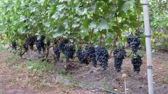 Особенности сооружения шпалеры для винограда своими руками