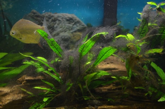 Причины появления бурых водорослей в аквариуме