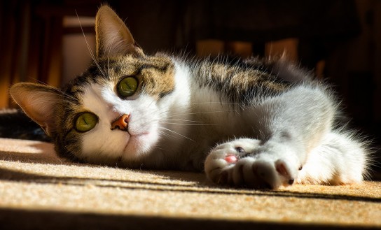Кастрация кота: в каком возрасте лучше делать?
