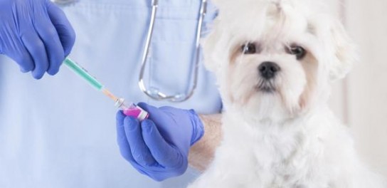 Когда делать прививки щенкам?
