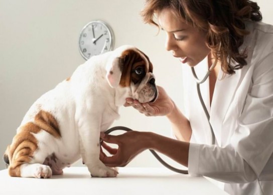 Когда делать прививки щенкам?