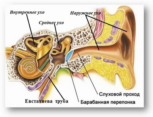 Что делать, если в ухо попала вода?