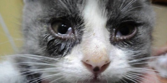 У котенка слезятся глаза: что делать?